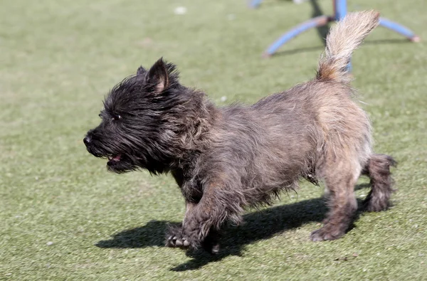 Dog Border  terrier at training on Dog agility