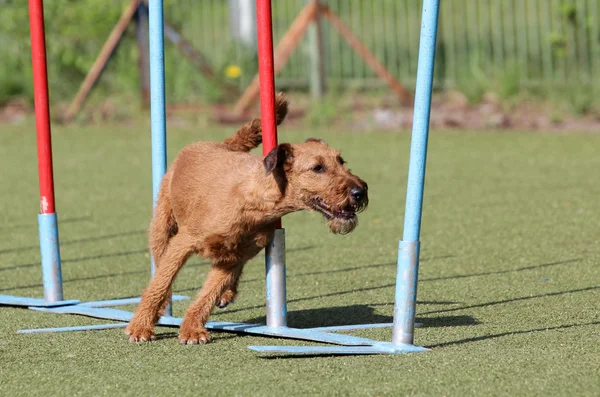 Cão o terrier irlandês em treinamento em agilidade de Cão — Fotografia de Stock