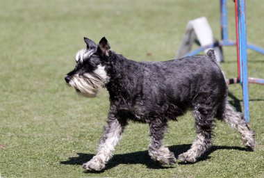 Köpek tsvergshnautser köpek çeviklik eğitim