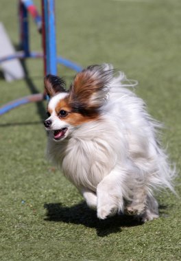 Köpek çeviklik eğitim Papillon köpek