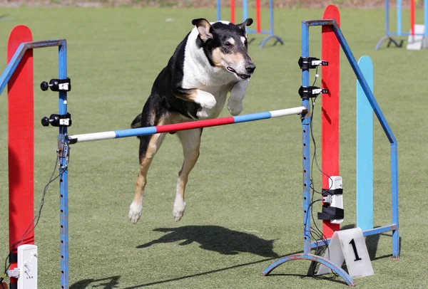 Cão em treinamento sobre agilidade do cão — Fotografia de Stock