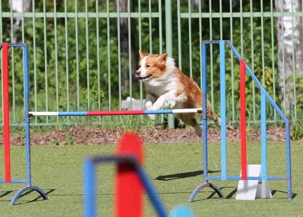 Border kolie pes při výcviku psa agility — Stock fotografie