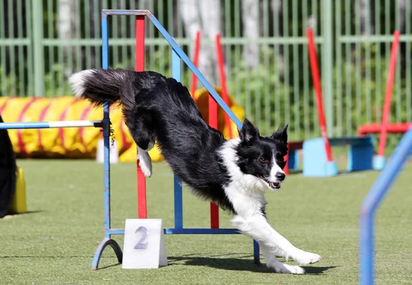 Border Collie Hund beim Training zur Beweglichkeit des Hundes — Stockfoto