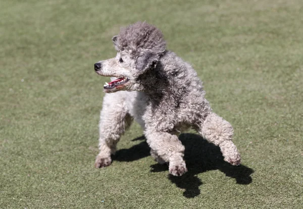 Chien un caniche à l'entraînement sur l'agilité du chien — Photo