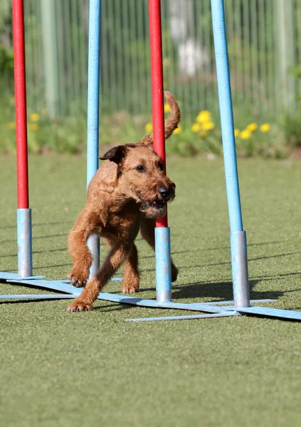 Belgili tanımlık İrlandalı korkunç köpek çeviklik eğitim, köpek — Stok fotoğraf