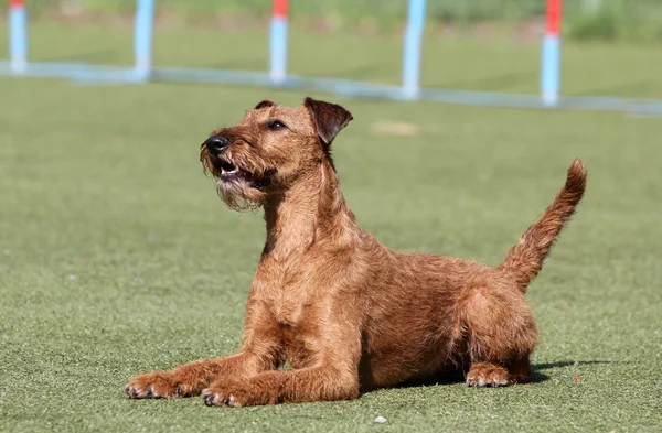 El perro el terrier irlandés en el entrenamiento sobre la agilidad del perro — Foto de Stock
