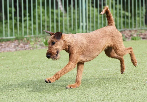 Il terrier irlandese corre su un prato — Foto Stock