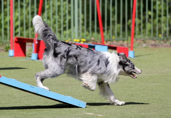 Perro el pastor australiano en el entrenamiento sobre la agilidad del perro —  Fotos de Stock
