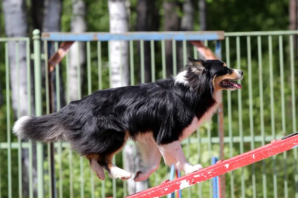 Hond van de Sheltie bij opleidingen op hondbehendigheid — Stockfoto