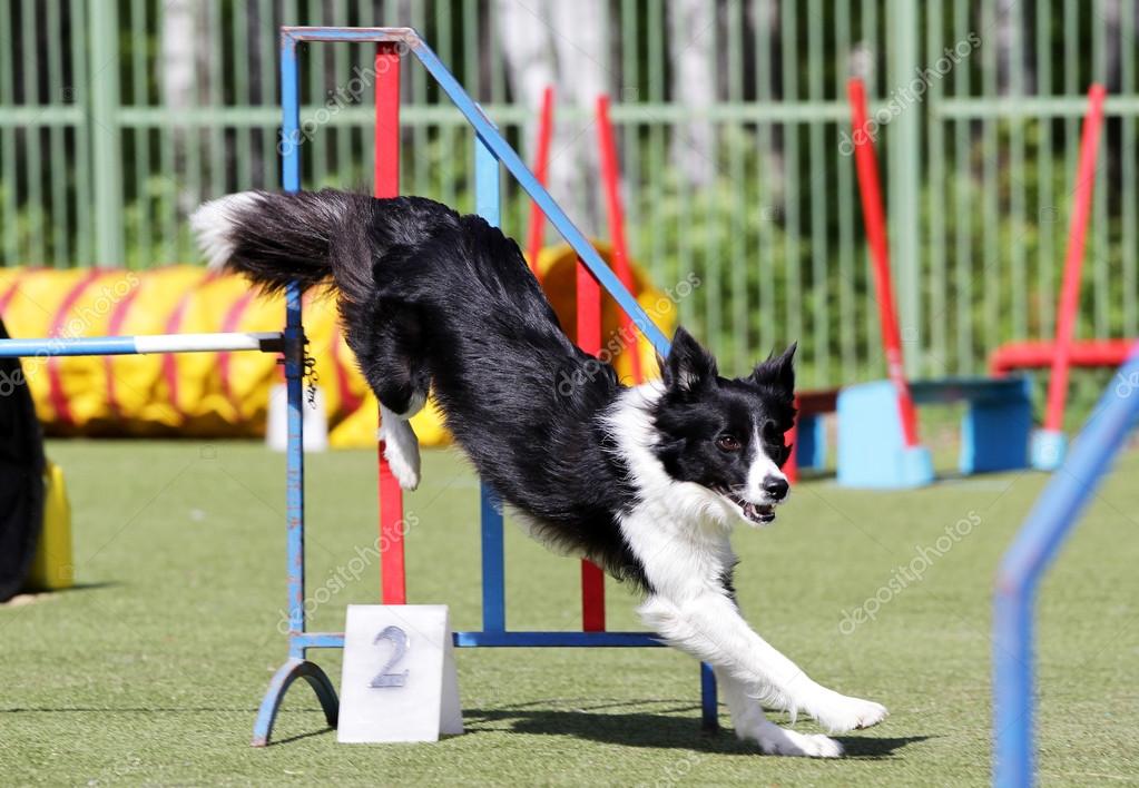 Border Collie dog at training on Dog agility Stock Photo by ©zelenka68  110230472