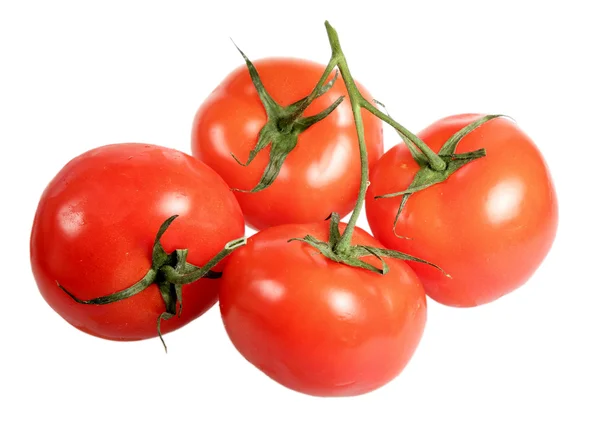 Tomates sobre fondo blanco — Foto de Stock