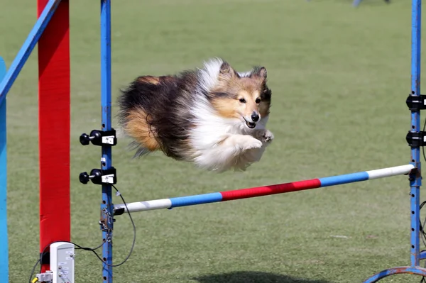 Cane della Sheltie all'atto di formazione su agilità di Cane — Foto Stock