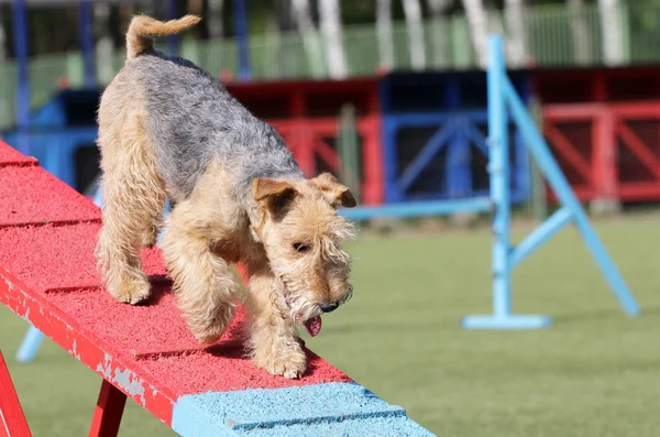 Cane il Lakeland Terrier sulla rotta agiliti — Foto Stock