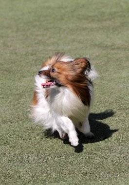Köpek çeviklik eğitim Papillon köpek