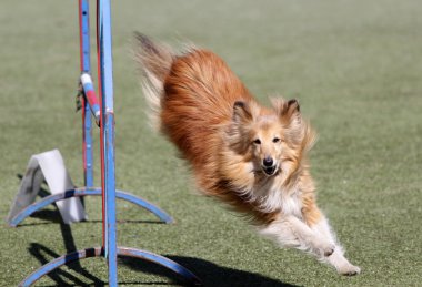 Köpek köpek çeviklik eğitim, sığınak