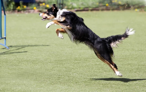 Border Collie chien à l'entraînement sur l'agilité du chien — Photo