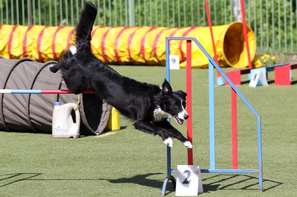 Confine Collie cane in formazione su agilità cane — Foto Stock