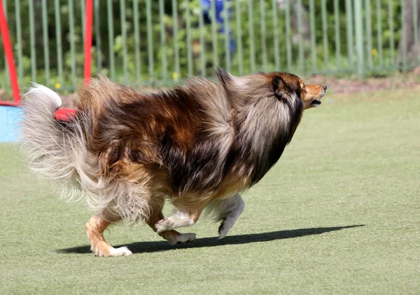 Hund av Sheltie på utbildning på hund agility — Stockfoto