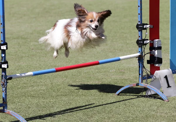 Dog Papillon at training on Dog agility