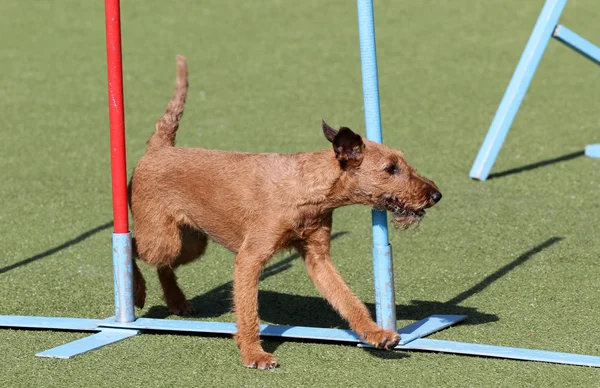 El perro el terrier irlandés en el entrenamiento sobre la agilidad del perro —  Fotos de Stock