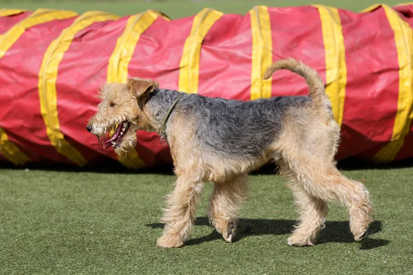 Cane il Lakeland Terrier sulla rotta agiliti — Foto Stock