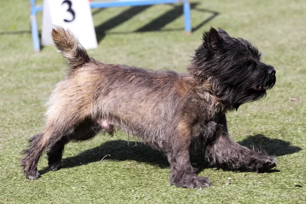 Köpek kenar korkunç köpek çeviklik eğitim