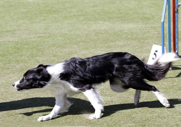 Border Collie chien à l'entraînement sur l'agilité du chien — Photo