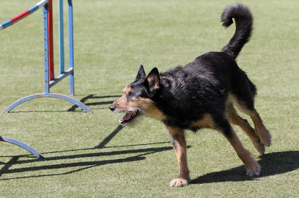 Perro en entrenamiento sobre la agilidad del perro — Foto de Stock