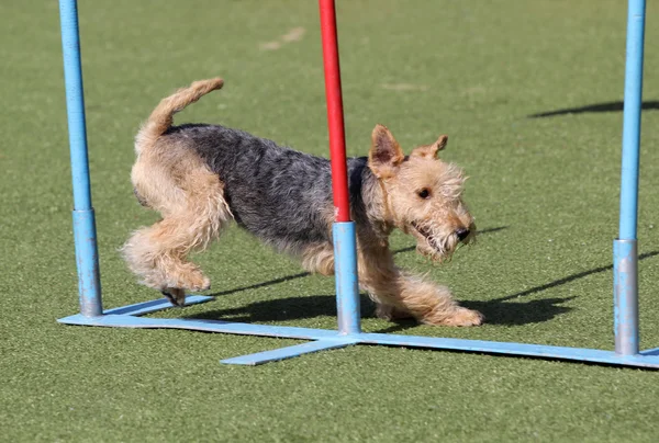 Perro el Lakeland Terrier en agiliti Ruta — Foto de Stock