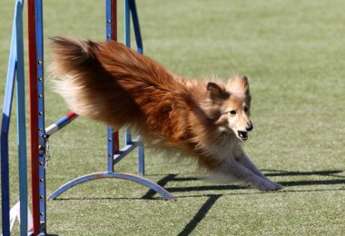 Köpek köpek çeviklik eğitim, sığınak