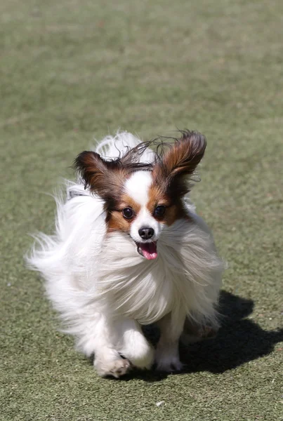 Hund Papillon på utbildning på hund agility — Stockfoto