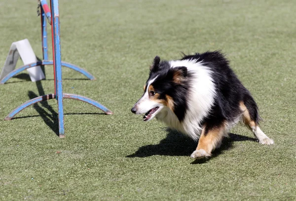 犬の敏捷性トレーニングでシェルティーの犬 — ストック写真