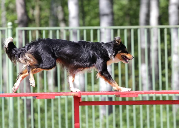 Border Collie Hund beim Training zur Beweglichkeit des Hundes — Stockfoto