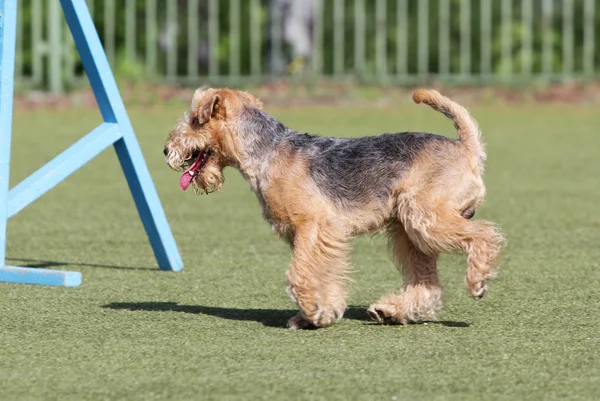 Cane il Lakeland Terrier sulla rotta agiliti — Foto Stock