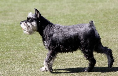 Köpek tsvergshnautser köpek çeviklik eğitim