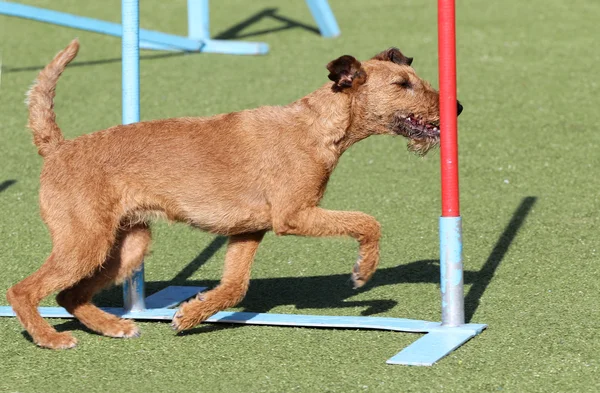Собака ирландский терьер на тренировке по собачьей ловкости — стоковое фото
