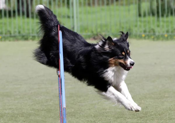 Hond van de Sheltie bij opleidingen op hondbehendigheid Stockfoto