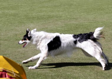 Kenar kömür ocağı köpek köpek çeviklik eğitim