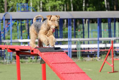 Köpek agiliti rota üzerinde Lakeland korkunç