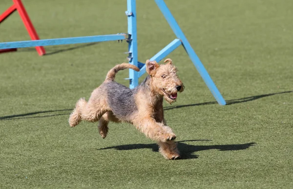 Cane il Lakeland Terrier sulla rotta agiliti — Foto Stock