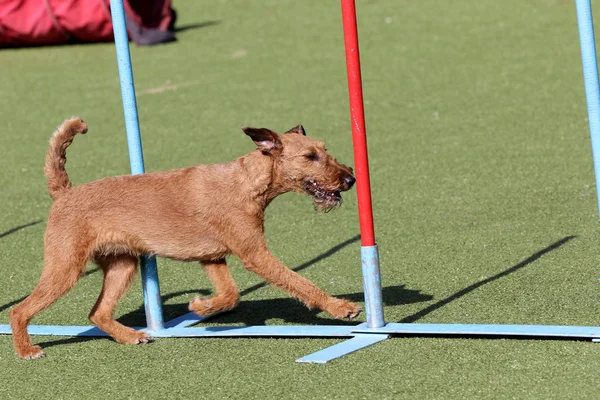 El perro el terrier irlandés en el entrenamiento sobre la agilidad del perro — Foto de Stock