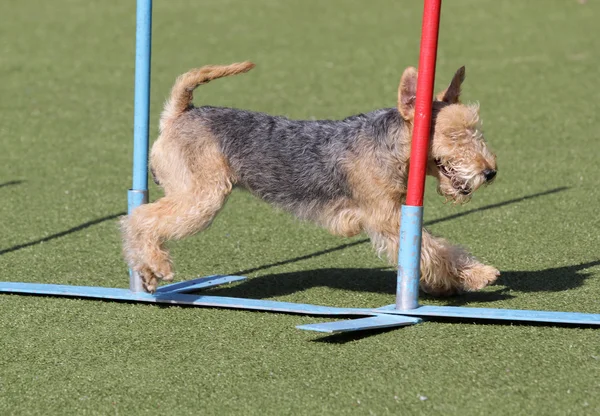 Pies Lakeland Terrier na agiliti trasy — Zdjęcie stockowe