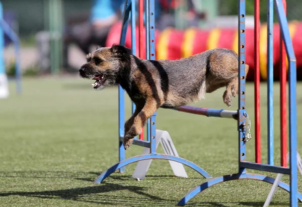 Dog Border terrier en el entrenamiento de la agilidad del perro —  Fotos de Stock