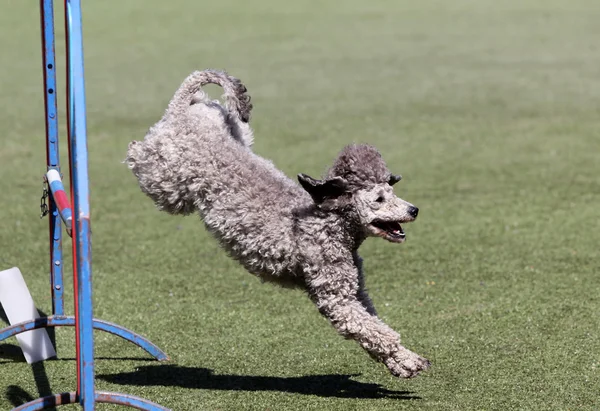犬の敏捷性トレーニングでプードルの犬 — ストック写真