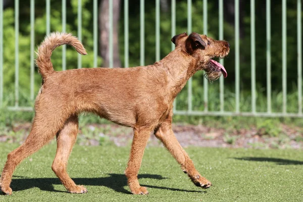 El perro el terrier irlandés en el entrenamiento sobre la agilidad del perro — Foto de Stock