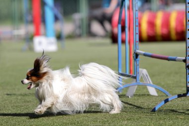 Köpek çeviklik eğitim Papillon köpek
