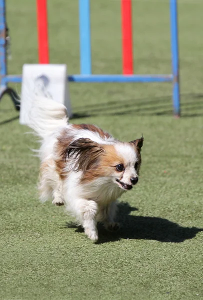 Dog Papillon beim Training zur Beweglichkeit des Hundes — Stockfoto
