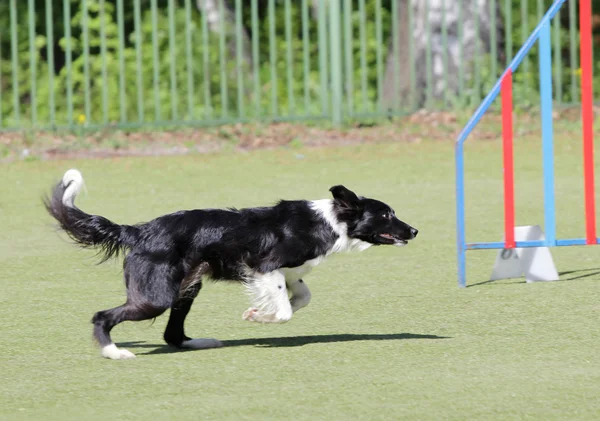 Пограничная колли-собака на тренировке по ловкости собак — стоковое фото
