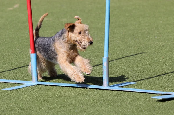 Cane il Lakeland Terrier sulla rotta agiliti — Foto Stock