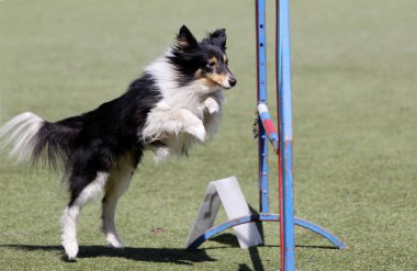 Köpek köpek çeviklik eğitim, sığınak